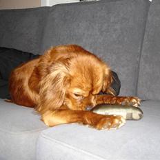 Cavalier king charles spaniel Ludvig