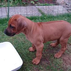Rhodesian ridgeback Hazinas 4th Ajabu - Gaius