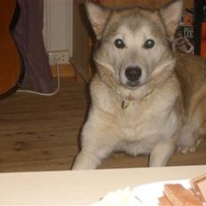 Alaskan malamute Yakone
