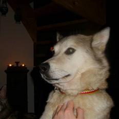 Alaskan malamute Yakone