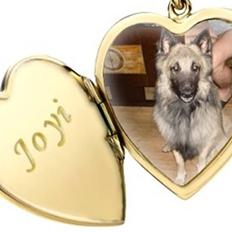 Belgisk hyrdehund joyi