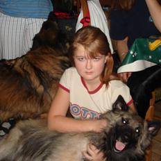 Belgisk hyrdehund joyi