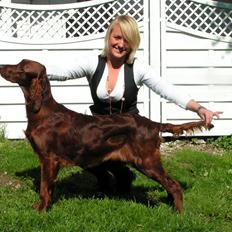 Irsk setter Zoe