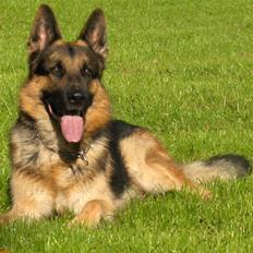 Schæferhund ravnerocks kimbo