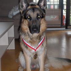 Schæferhund ravnerocks kimbo