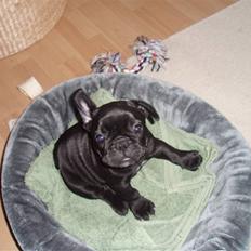 Fransk bulldog Æmmert