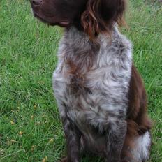 Kleiner münsterländer Tikka