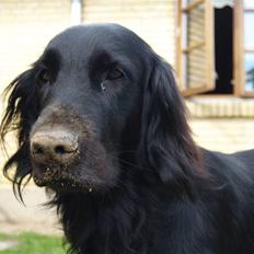 Flat coated retriever Jiggers whait for Duncan