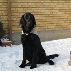 Flat coated retriever Jiggers whait for Duncan