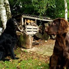 Flat coated retriever Jiggers whait for Duncan