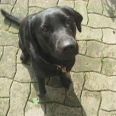 Blanding af racer Nitta ! (L)