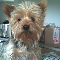 Yorkshire terrier Aladin