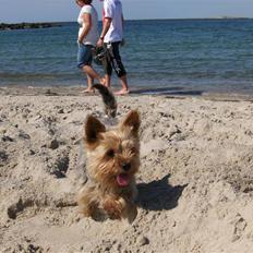 Yorkshire terrier Aladin