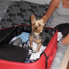 Yorkshire terrier Aladin