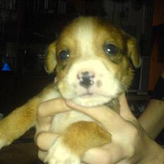 Blanding af racer trunte væk;'(