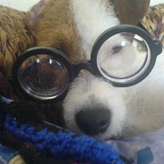 Parson russell terrier Luna