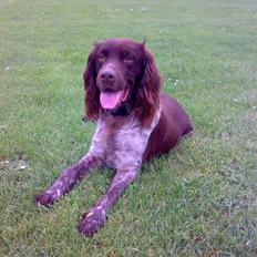 Kleiner münsterländer Tikka