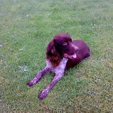 Kleiner münsterländer Tikka