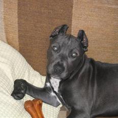 Amerikansk staffordshire terrier Perle