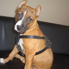 Amerikansk staffordshire terrier chanel 