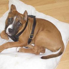 Amerikansk staffordshire terrier chanel 