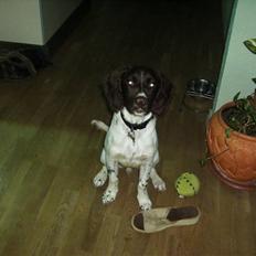 Kleiner münsterländer Cody