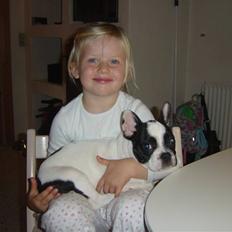 Fransk bulldog Elvis