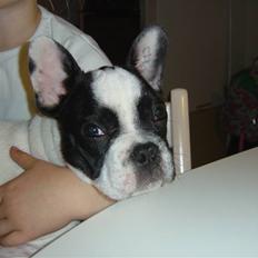 Fransk bulldog Elvis