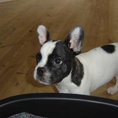 Fransk bulldog Elvis