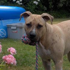 Amerikansk staffordshire terrier Mille