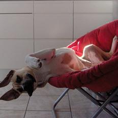 Amerikansk staffordshire terrier Mille