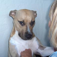 Amerikansk staffordshire terrier Mille