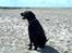 Labrador retriever Tilde - Ved stranden..:D