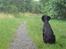 Dobermann Sniper R.I.P.