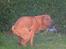 Shar pei Taz - det jo minni prut.