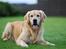 Golden retriever Django<'3 R.I.P  - Dav, jeg er så Django<´3
