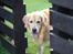 Golden retriever Django<'3 R.I.P  - Kuk kuk kiggede lige forbi (: