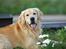 Golden retriever Django<'3 R.I.P  - Django, han er sku svær at lægge i stilling <´3