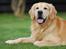 Golden retriever Django<'3 R.I.P  - Flotte mig igen