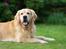 Golden retriever Django<'3 R.I.P  - Hov her er jeg igen<´3