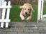 Golden retriever Django<'3 R.I.P  - Pas på! her kommer jeg (: