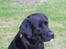 Labrador retriever teddy