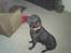 Labrador retriever teddy