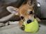 Chihuahua Samson