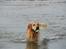 Golden retriever Django<'3 R.I.P  - Jeg er lige en tur på stranden, for at spille lidt bold.