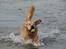 Golden retriever Django<'3 R.I.P  - Mig i Action :)