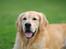Golden retriever Django<'3 R.I.P  - Her ligger jeg igen i god stilling