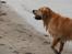 Golden retriever Django<'3 R.I.P  - Kom nu med den bold så jeg kan løbe efter den