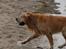 Golden retriever Django<'3 R.I.P  - Så Nanna er du klar nu kommer jeg med bolden (: