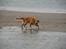 Golden retriever Django<'3 R.I.P  - Jeg kan ikke finde bolden?